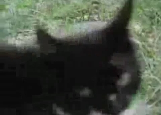 Two cats fucking in the grass, enjoy