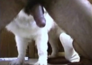 Cute small white doggy is licking a nice hard penis